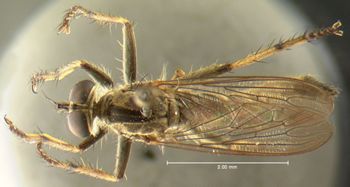 Media type: image;   Entomology 13474 Aspect: habitus dorsal view